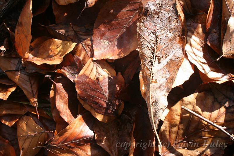 Leaf litter, Pirianda Gardens IMG_7292.JPG